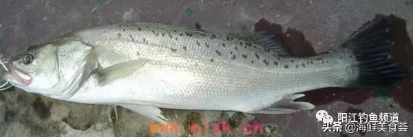 中国本土最便宜的鱼10种,哪些鱼档次又高又便宜