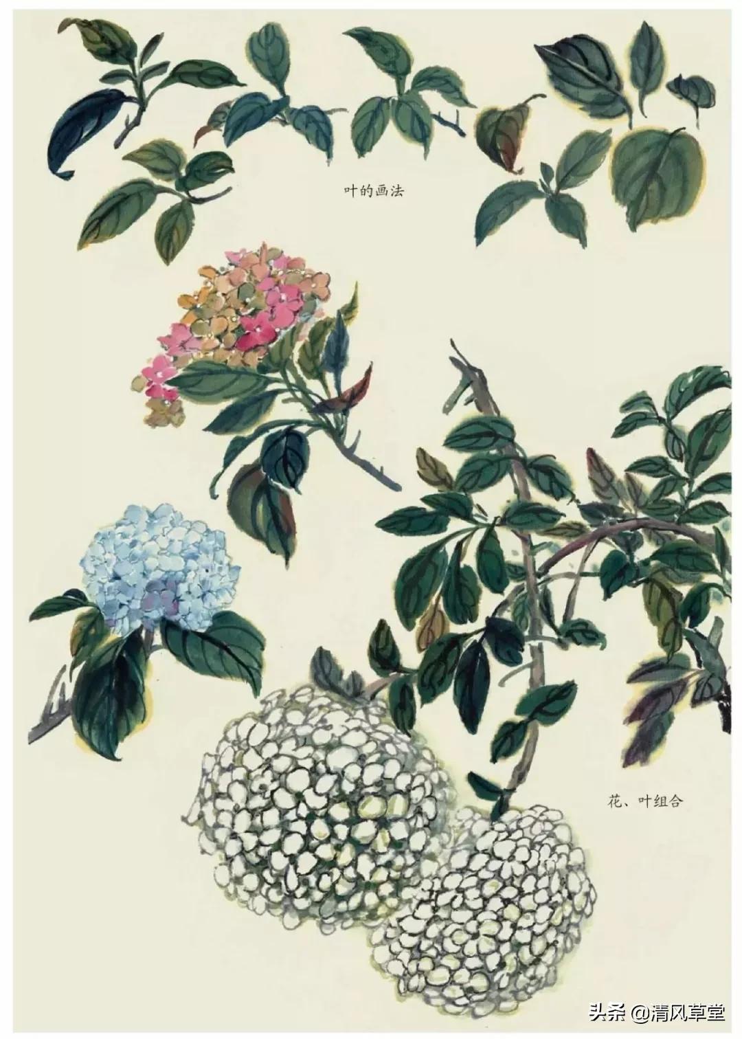 少儿国画花卉画法视频,各种花卉的100种画法