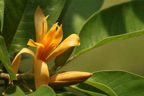 黄缅桂,中药材滇黄料