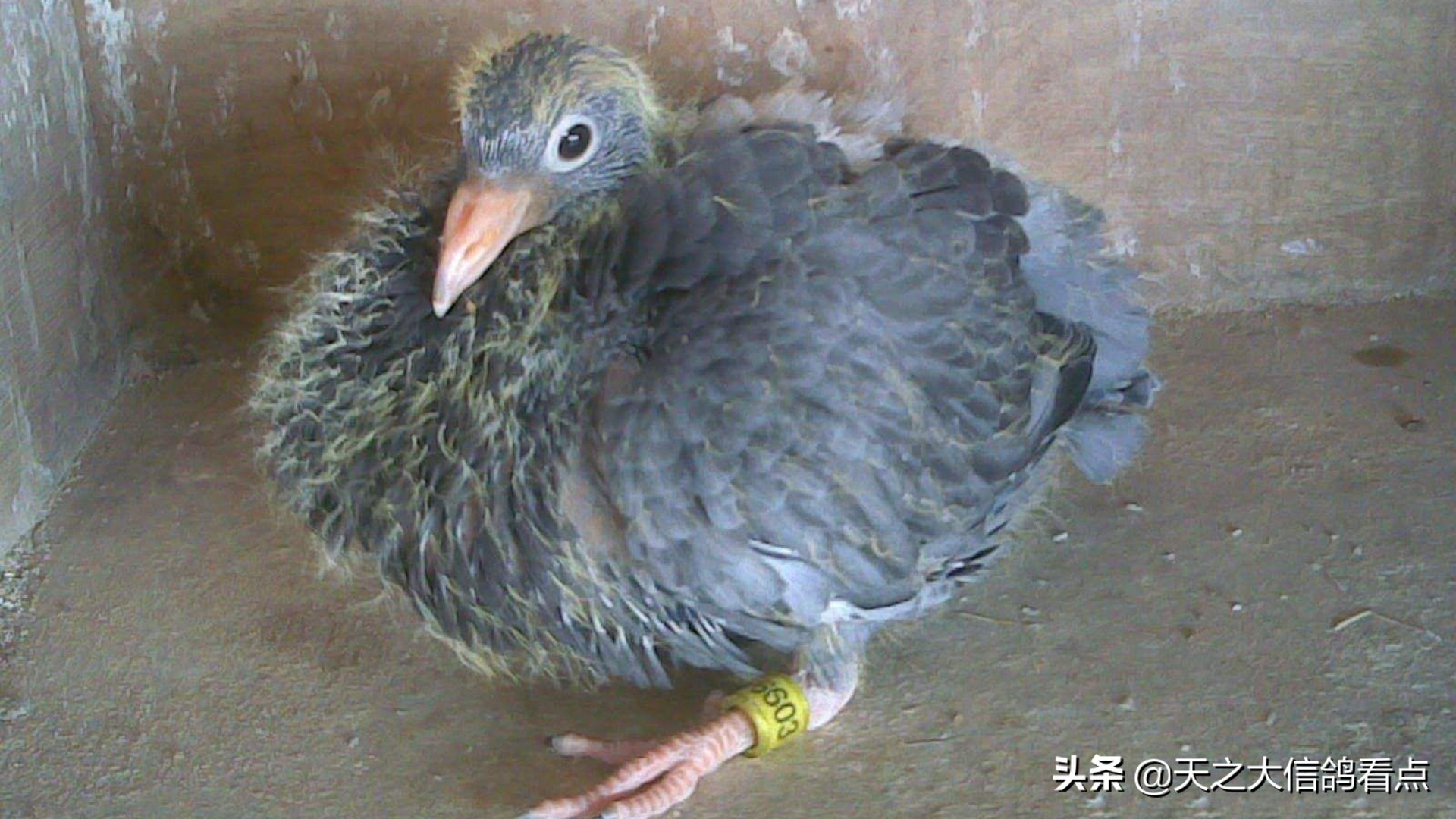 赛鸽资讯视频,健康赛鸽的粪便