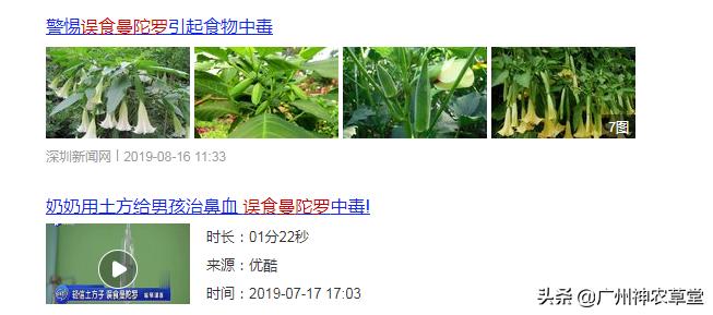 秋葵和曼陀罗长得像吗,如何辨别曼陀罗和龙葵