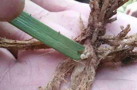 迟眼蕈蚊如何消灭,迟眼蕈蚊的发生与防治