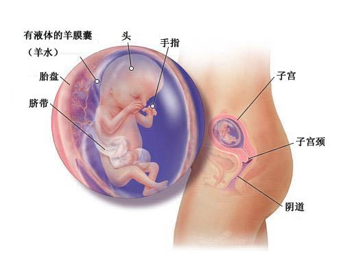 育儿日历本,孕早期注意事项8到11周