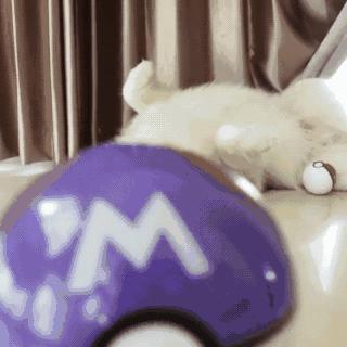 比柯基短腿好看的狗,和柯基杂交的狗狗都是小短腿吗