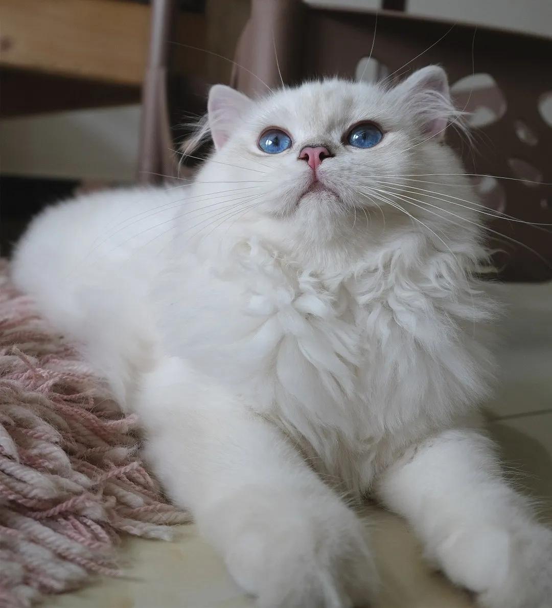 定期帮猫咪去浮毛很重要,定期给猫驱虫还会有跳蚤吗