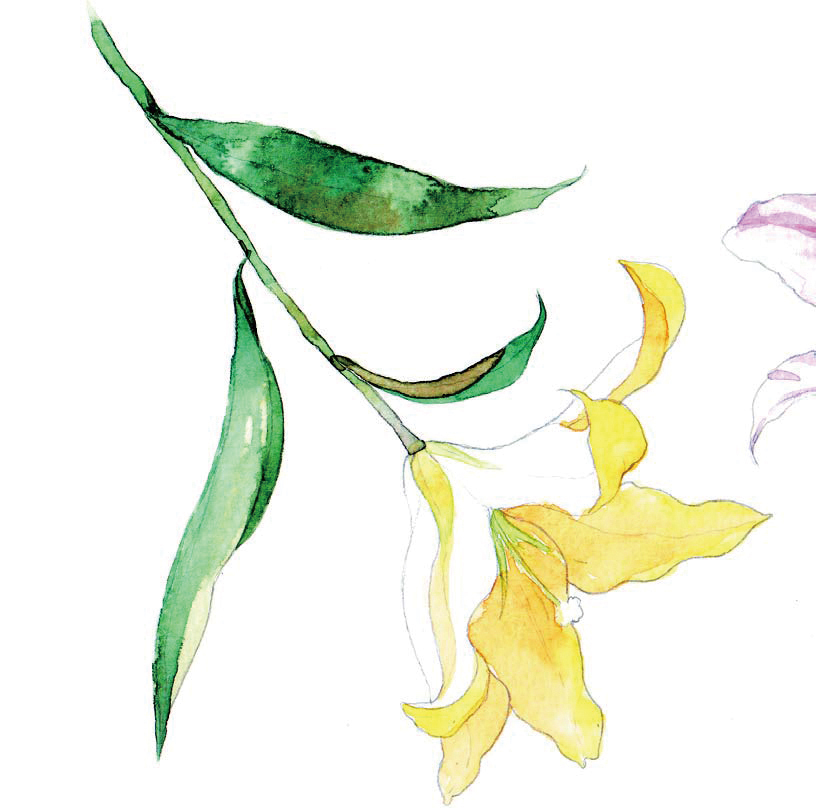 清爽又干净的水彩花卉手绘,学习水彩花卉画法步骤