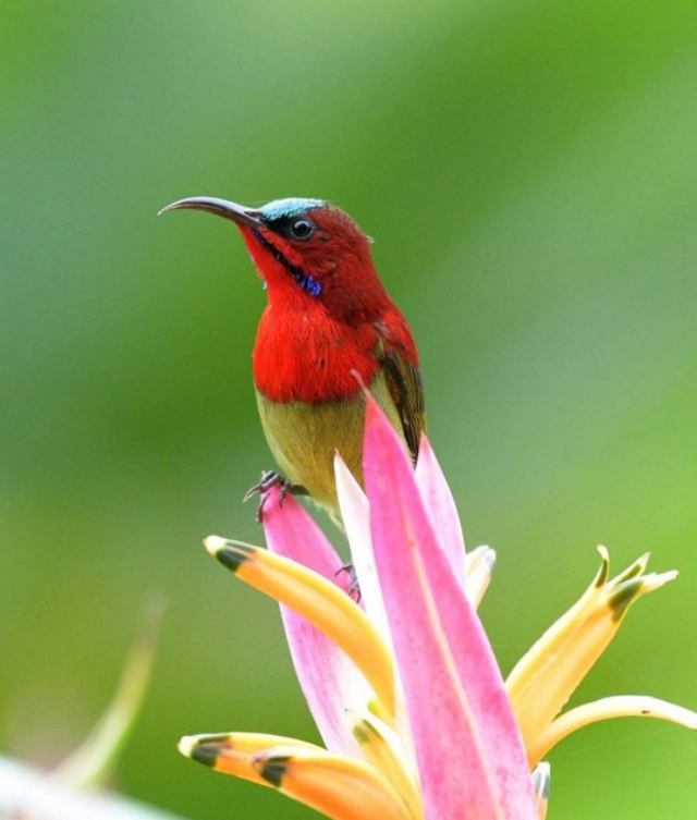 太阳鸟品质,太阳神鸟绝美