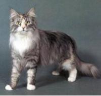 铲屎官怎么分辨自己家的猫,人生中的第一只猫