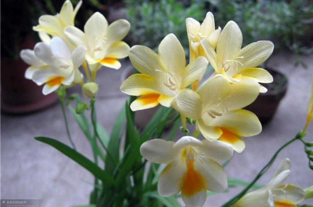 植物百科依兰花,香雪兰种植方法