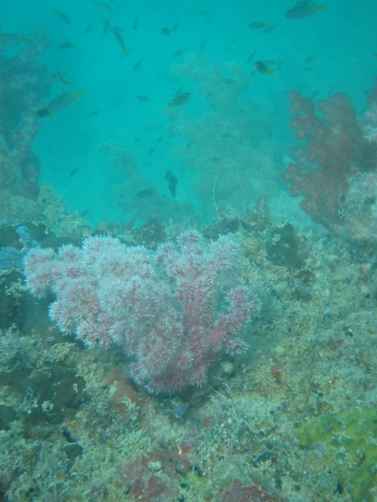 帕劳太平洋水族箱,潜水胜地帕劳水族箱