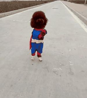 泰迪犬的寿命能达到20岁吗,泰迪犬未生育会影响寿命吗