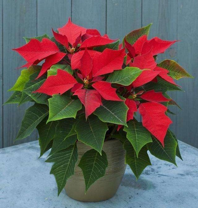 适合家里养的开红花绿植有哪些,盆栽一品红花有毒吗