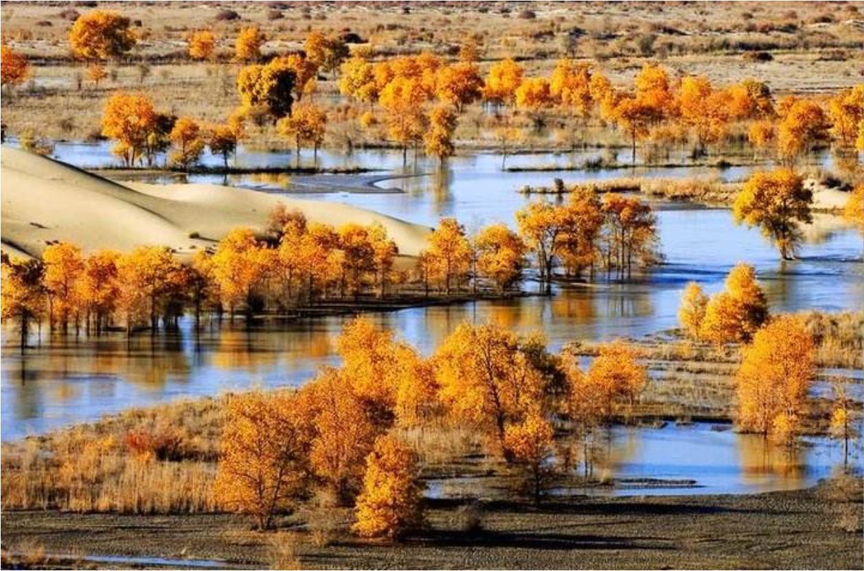 塔里木河沙漠绿洲,尉犁塔里木胡杨林自然保护区