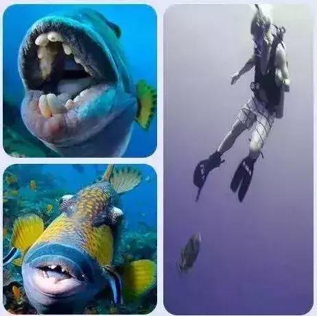 鲨鱼真的是那么恐怖吗,鲨鱼真的有那么凶残吗