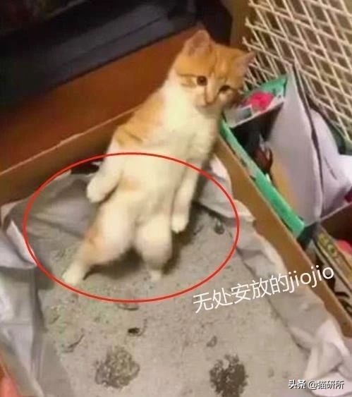 猫咪乱尿怎么办4招教你轻松解决,猫咪在衣服上乱尿是什么原因