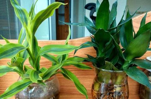 富贵竹长红蜘蛛怎么办,富贵竹灭红蜘蛛最有效的土方