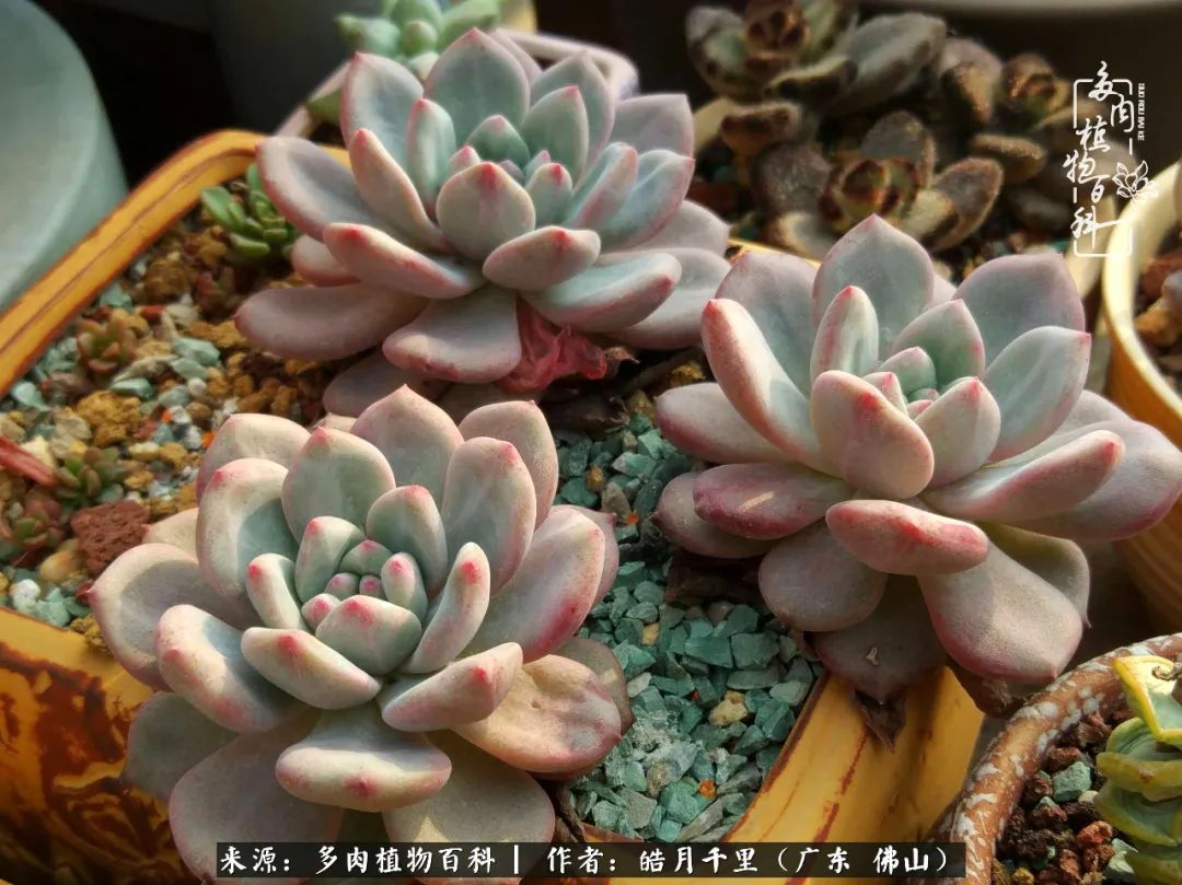 多肉娇气养不活多肉的10个秘密,养多肉是件很治愈的事情