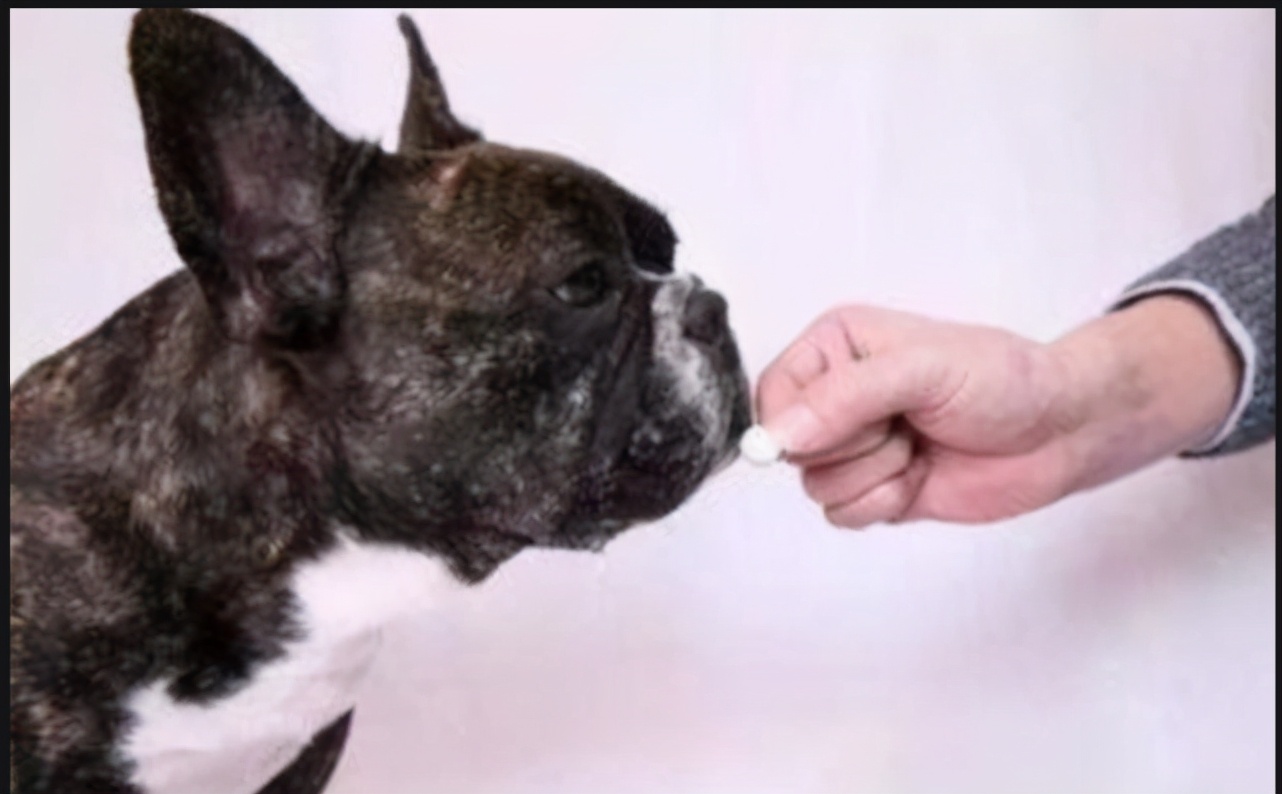 狗狗拉稀红色大便像果酱,狗狗拉稀红色大便像果酱怎么处理