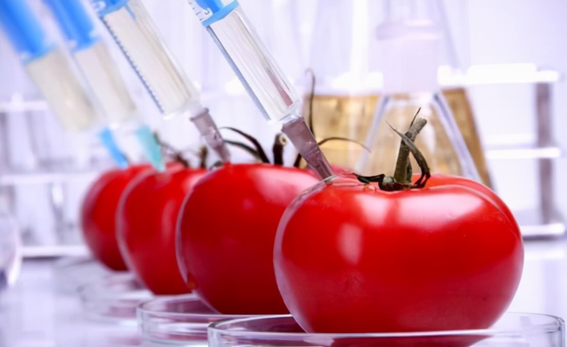 野生河豚食品安全吗,日本推出基因编辑河豚