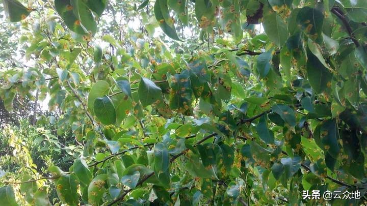 什么方法能根治梨锈病,梨锈病怎样防治