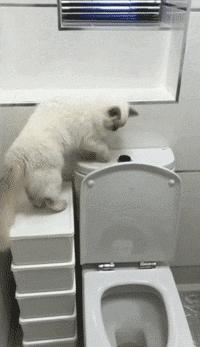 猫砂为啥裹不住猫屎,裹着猫砂的猫屎能上地吗