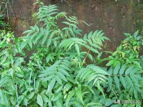 本溪与努尔哈赤,本溪清河城努尔哈赤