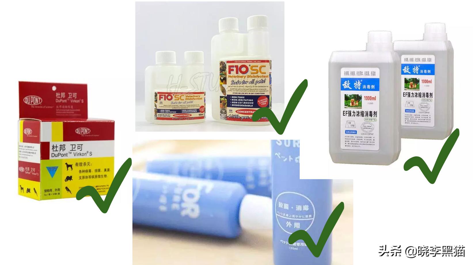 养猫家庭新冠对策全知道，别再听信谣言，也别再想当然了