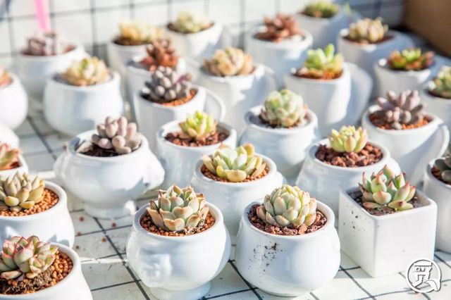 深圳花店有什么花,深圳龙华花店订花送花