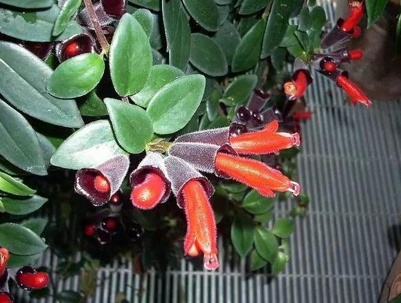 此花颜值不输荷花,此花艳丽富贵