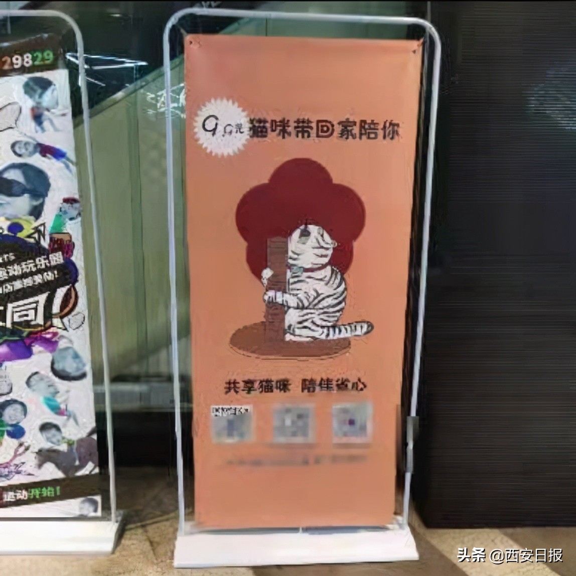 共享租猫,猫咪租赁一般多少钱