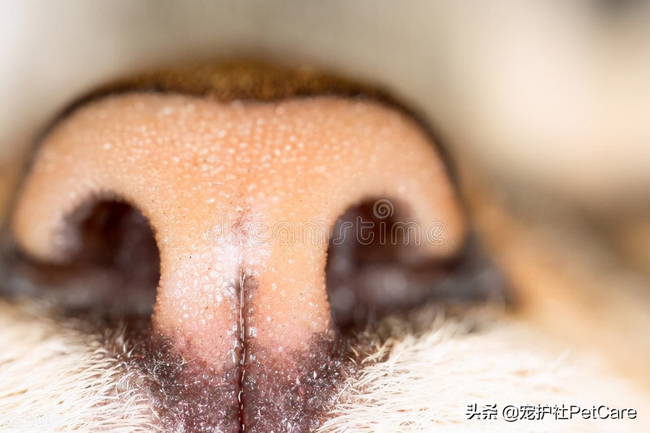 猫咪打喷嚏鼻子干精神不好,猫咪鼻子干用什么药