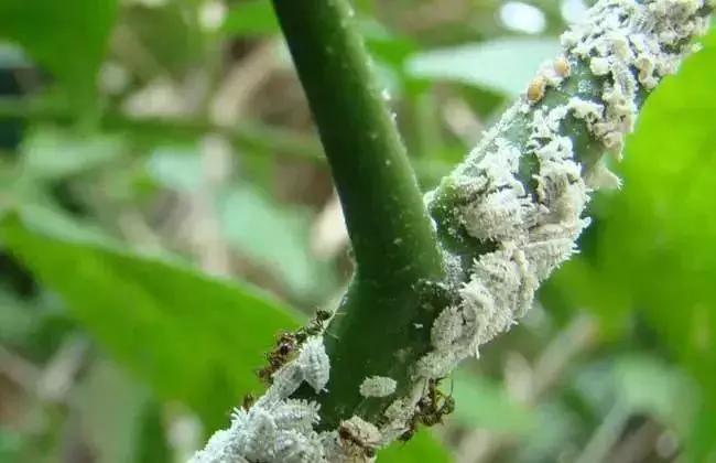 果树上蚧壳虫怎样彻底消灭,果树白色蚧壳虫怎样彻底消灭