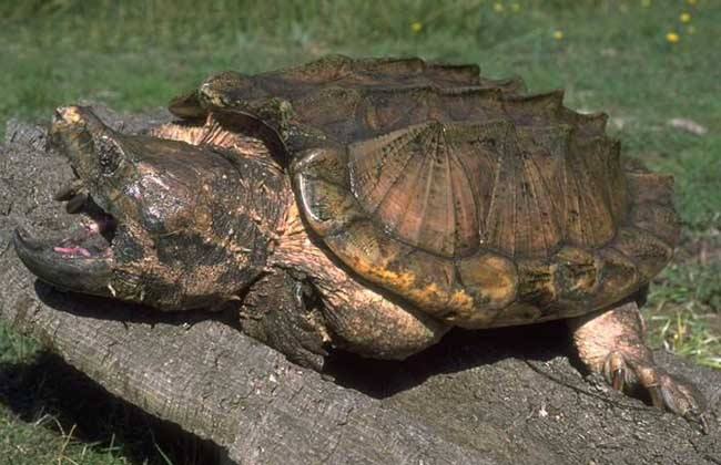 龟中之王棱皮龟,北美拟鳄龟野生龟视频