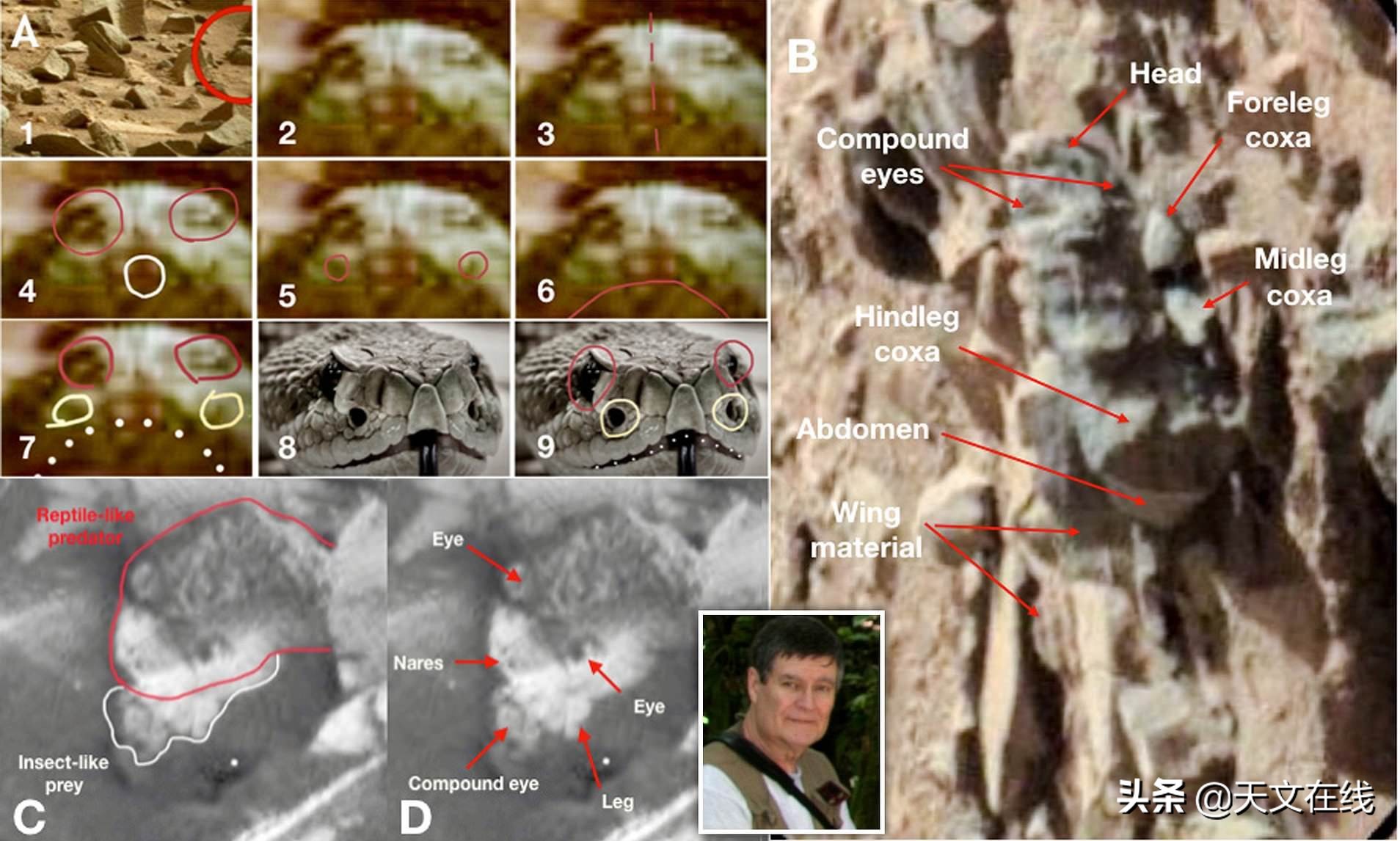 科学家发现火星上有昆虫,一名昆虫学家声称火星被大型覆盖