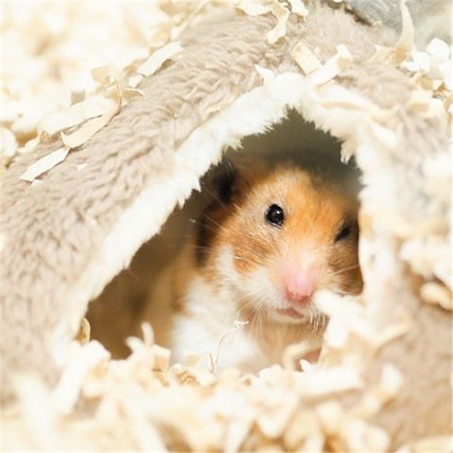 仓鼠也会拆家，饲主为“奖励”鼠鼠，拿出了酸酸的橘子