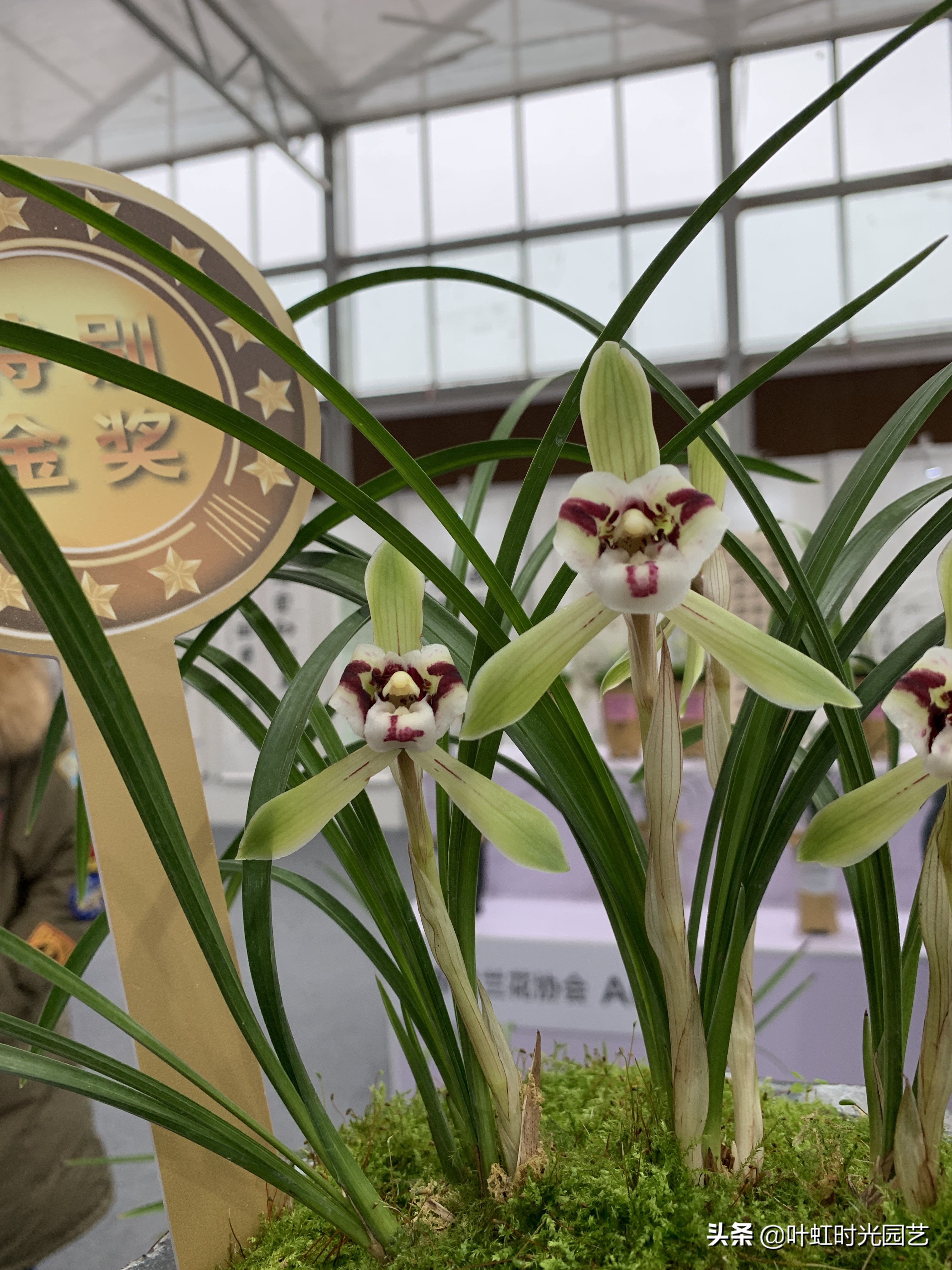 兰花叶片喷水,兰花叶子喷水