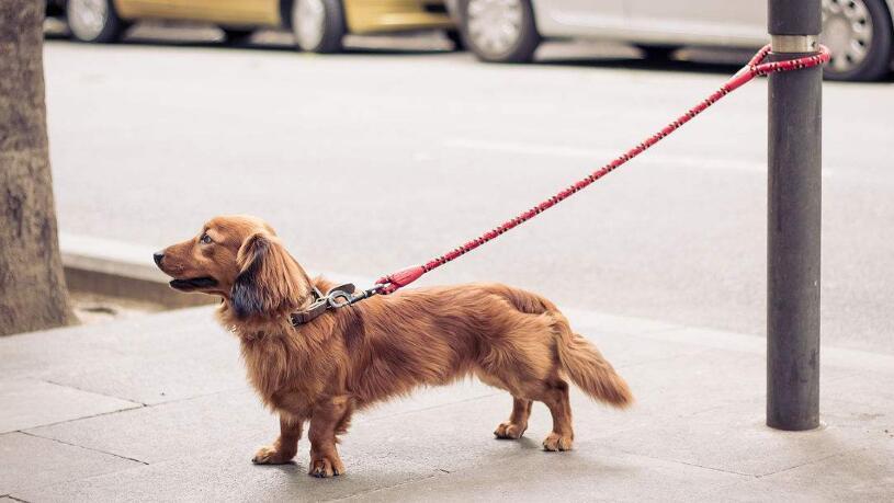 怎么训练狗佩戴狗绳走路,怎么训练狗牵引跟随