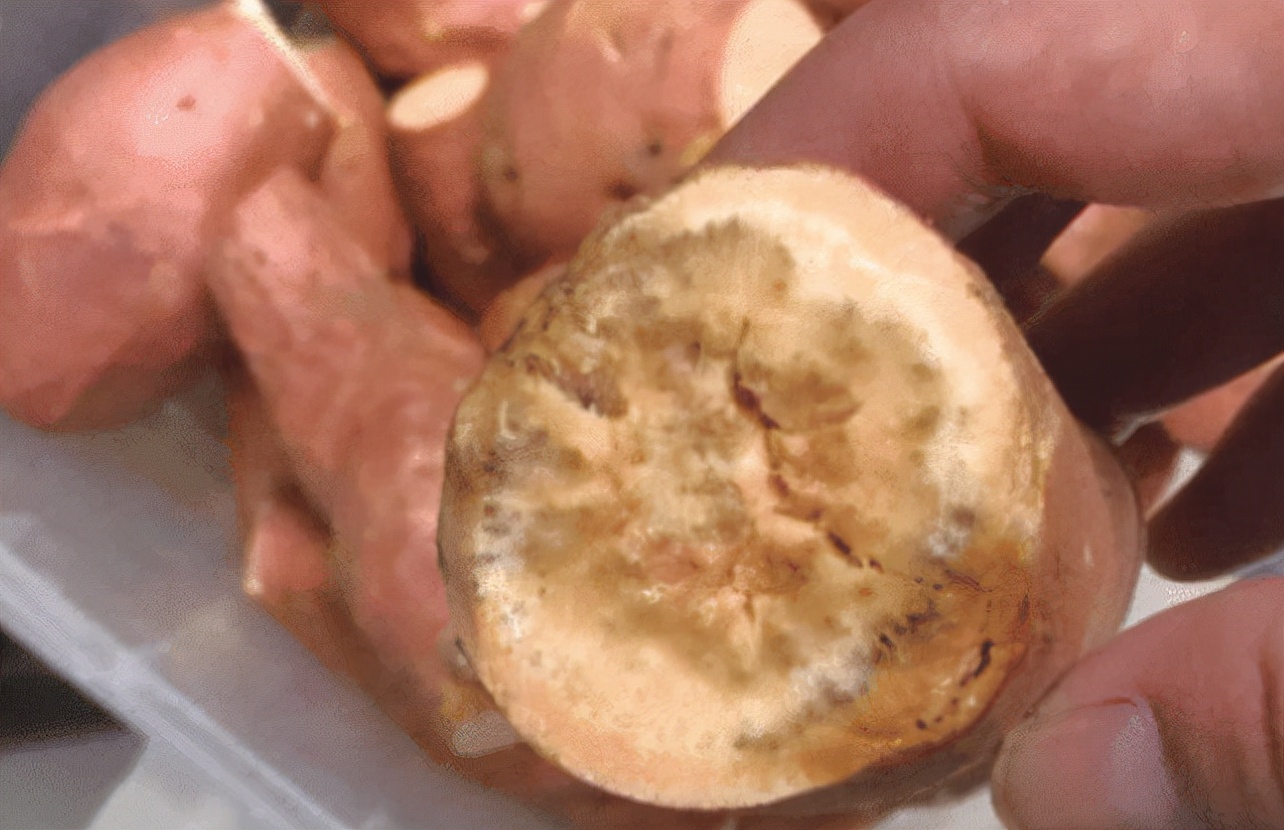 红薯肝硬化的人能吃吗,肝损伤可以吃红薯吗