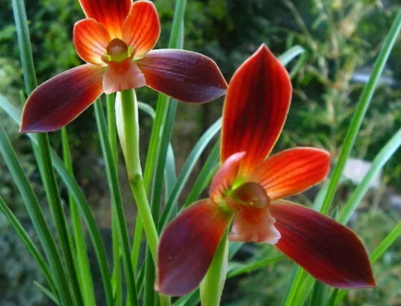 十大名贵兰花你知道几种,哪些品种的兰花曾是天价