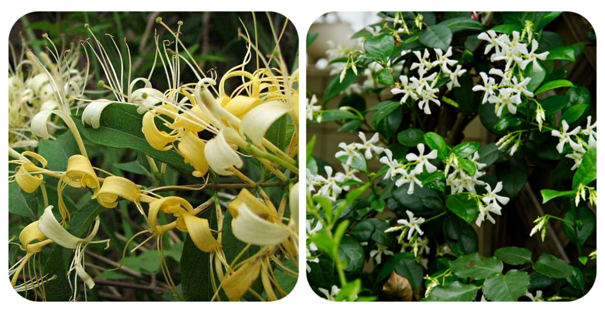 绿化带常见植物名称及图片,100种绿化带或路边常见的花草