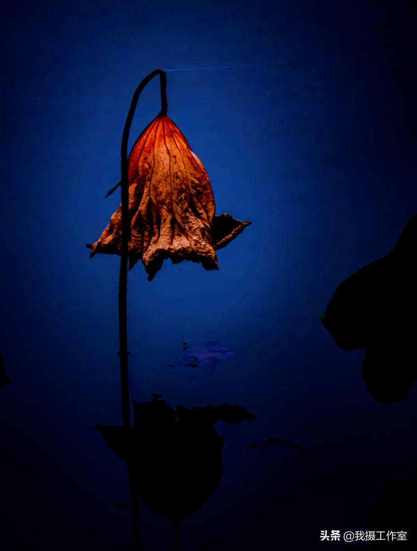 第16届国际摄影艺术展获奖作品,第29届全国摄影艺术展览作品集