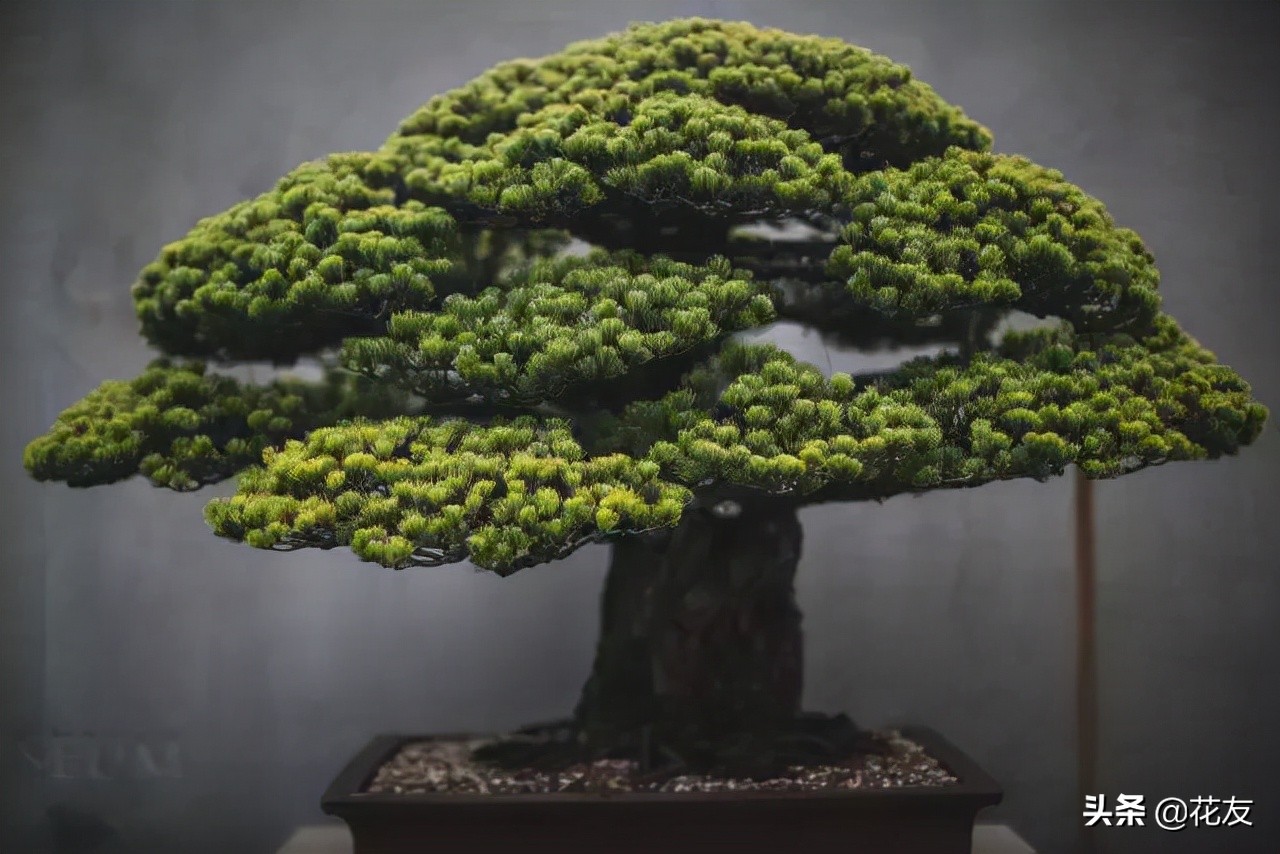 盆景树桩造型特点,盆景老树桩如何处理