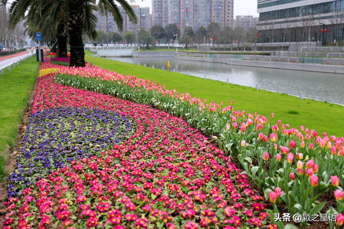 宁波最大的郁金香基地,宁波郁金香在什么地方
