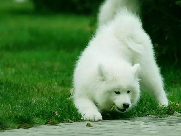 45只名犬排行,45种名犬您都认识吗