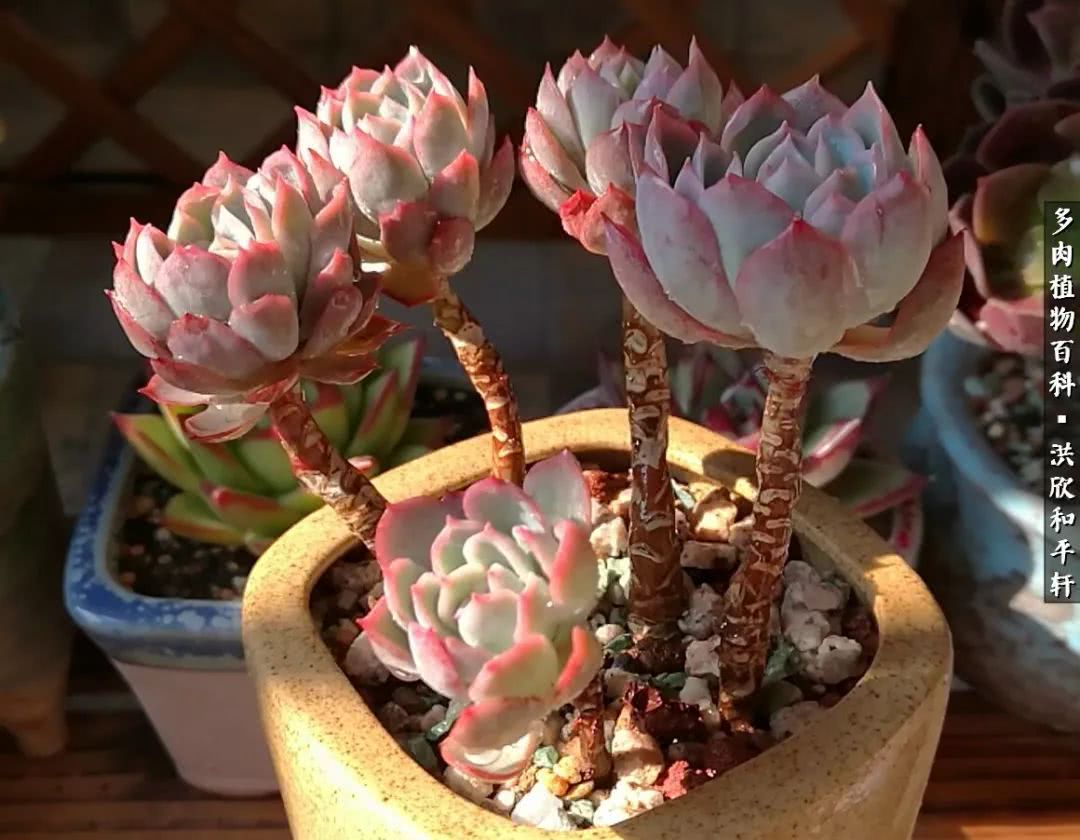多肉的四季轮回,四季轮回多肉