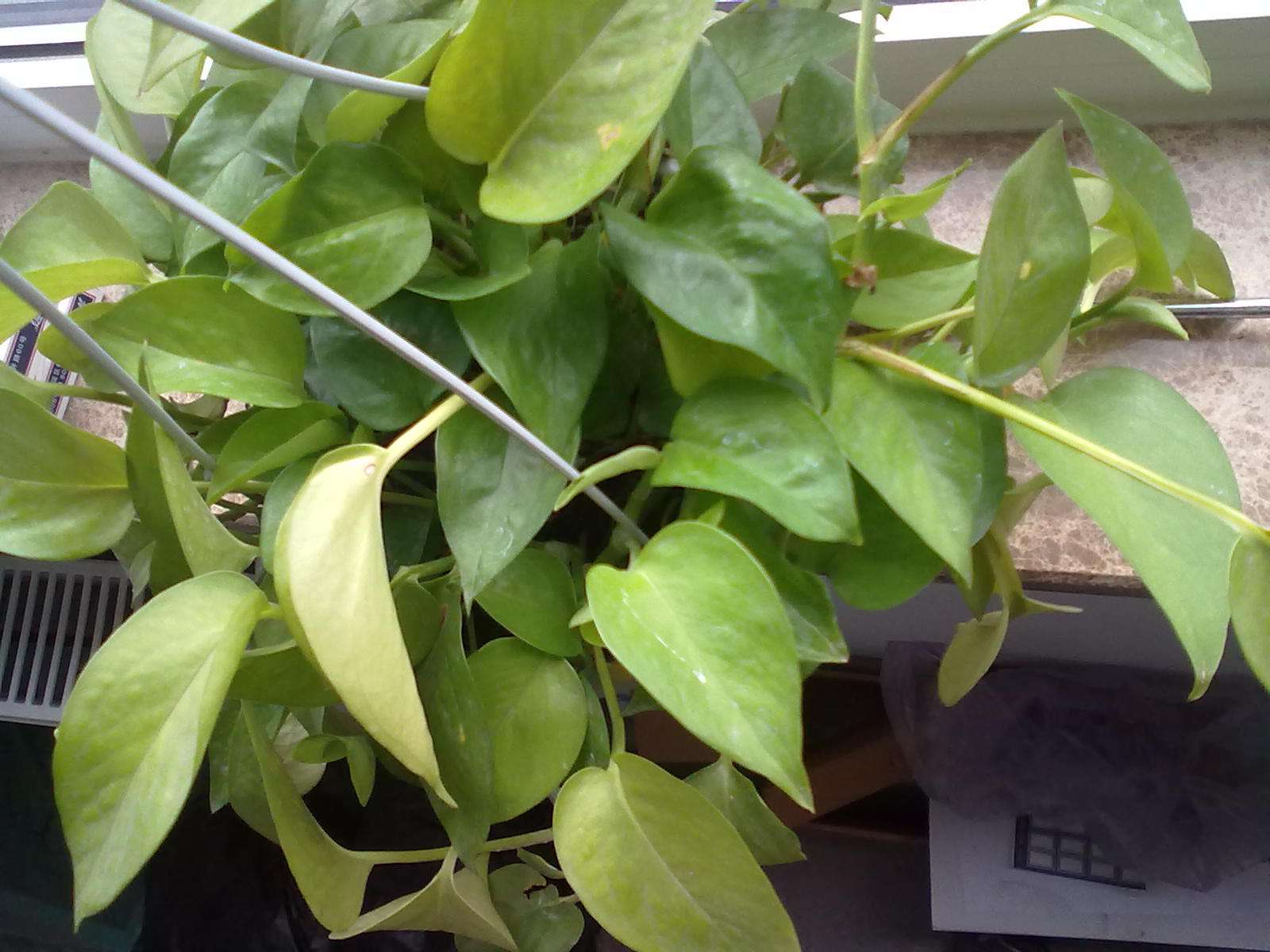 绿萝春季要黄叶,绿萝黄叶死养才能更旺盛