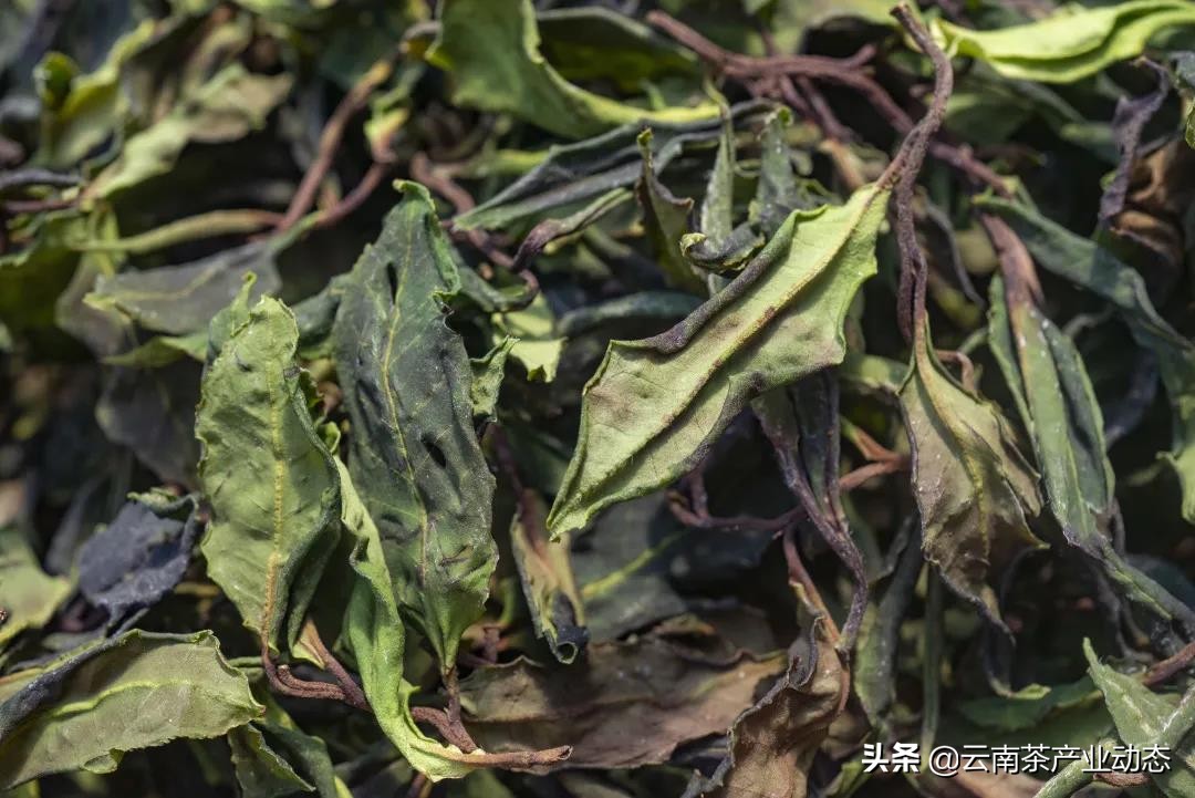 谷雨茶是什么,谷雨茶是什么用处的茶