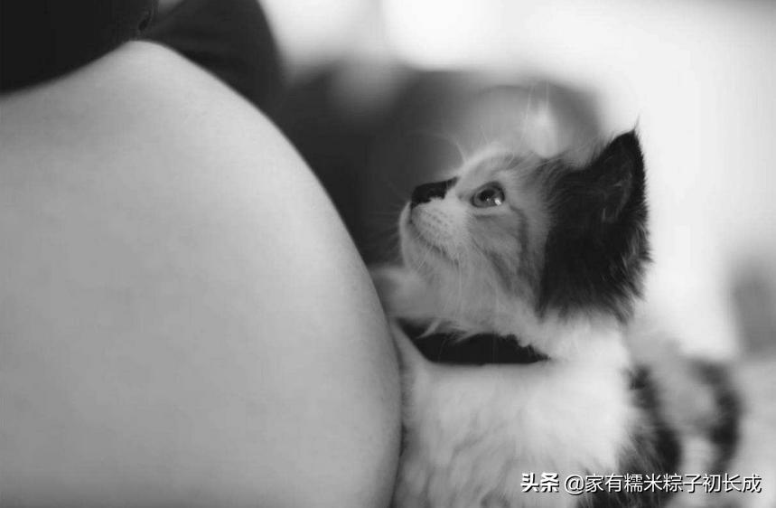 如何对付怀孕母猫,如何化解老婆和家人矛盾