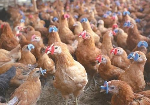 笼养蛋鸡怎么预防疲劳病,产蛋鸡啄蛋与光照不足有关吗