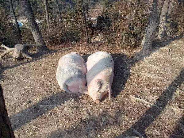 夏季猪中暑怎么办,猪中暑症状视频